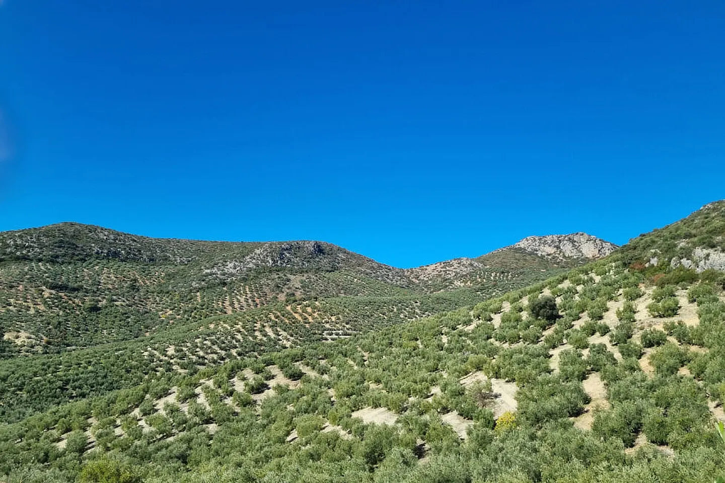 Rincón de la Subbética, BIO 500 ml