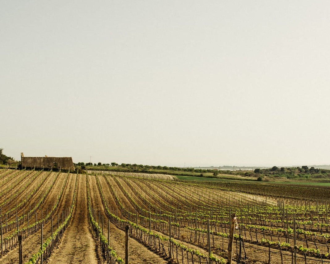 The Cure Grillo Sicilia DOC 2023