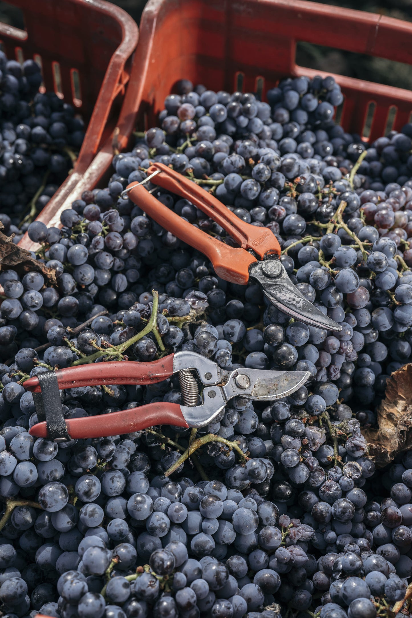 Etna Rosso DOC, CROCEFERRO 2021
