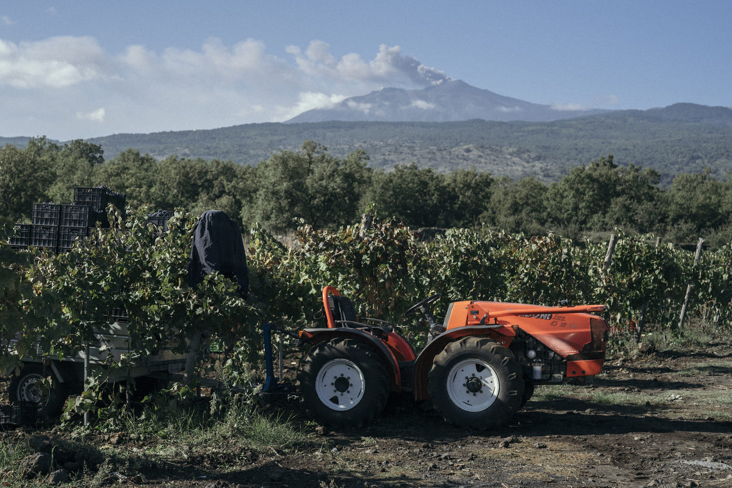 Etna Bianco DOC, TRAINARA 2021, BIO