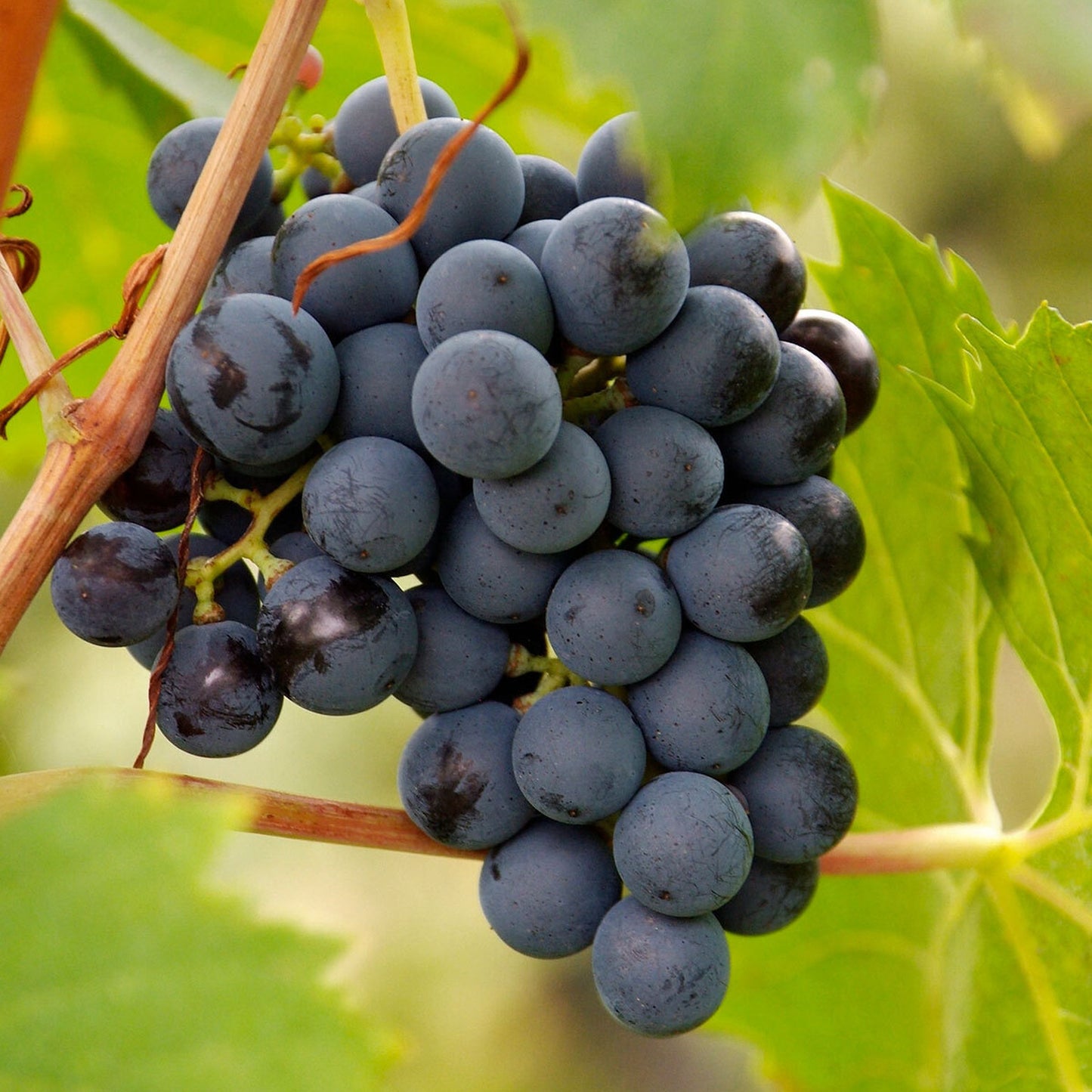 Amarone della Valpolicella classico DOCG, 2019