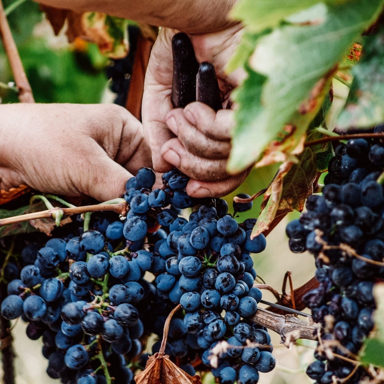Amarone della Valpolicella classico DOCG, 2019