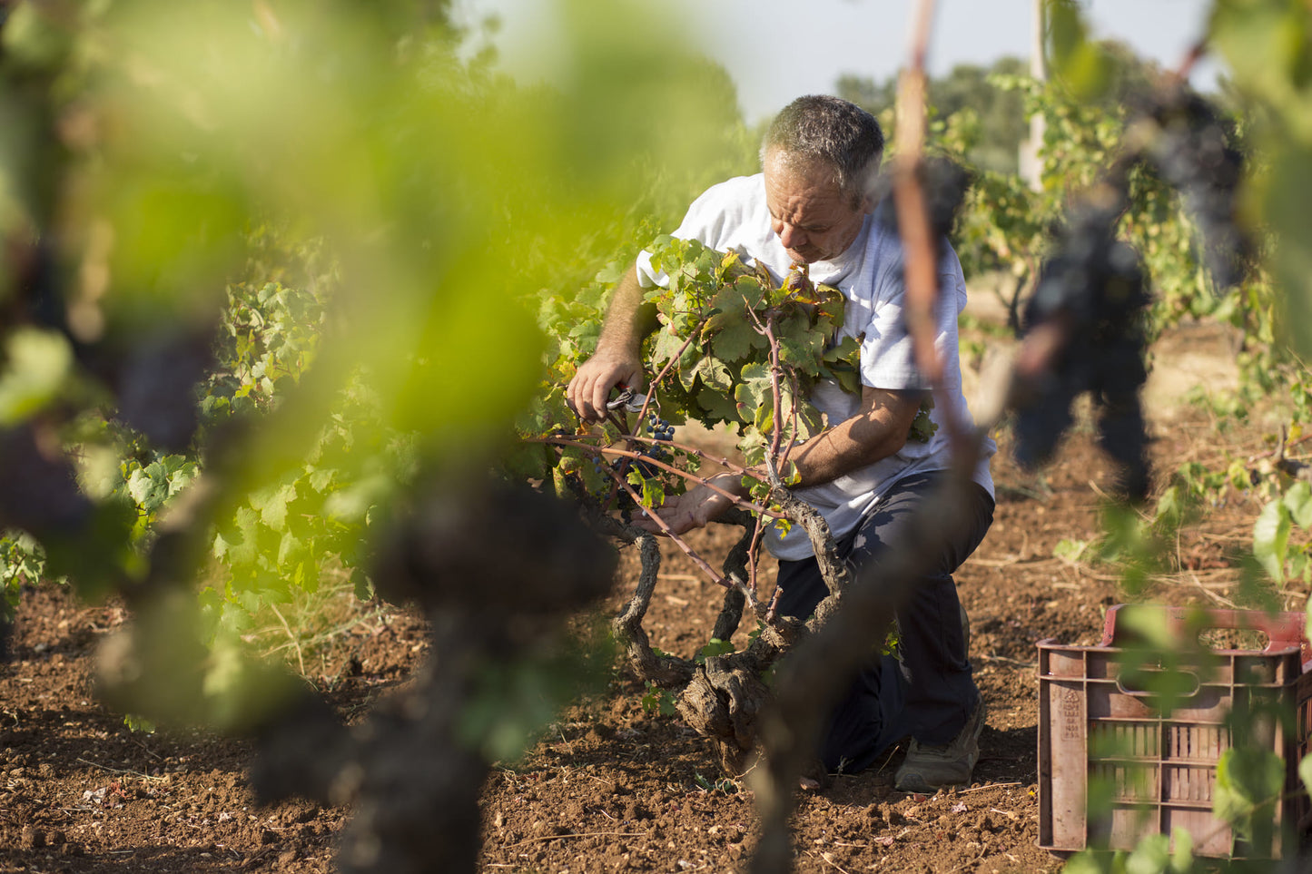 Primitivo Salento IGT, CRITERA 2022