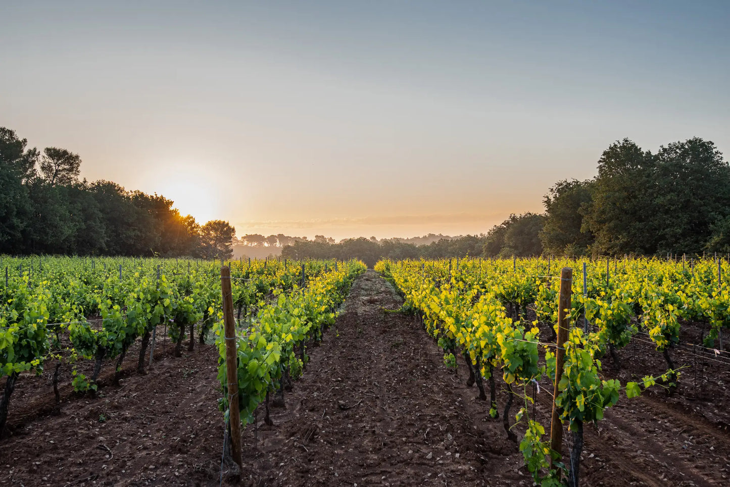 Joio Rosé – Bio-Roséwein – AOP Coteaux Varois en Provence, 2025 | Bastide de Blacailloux