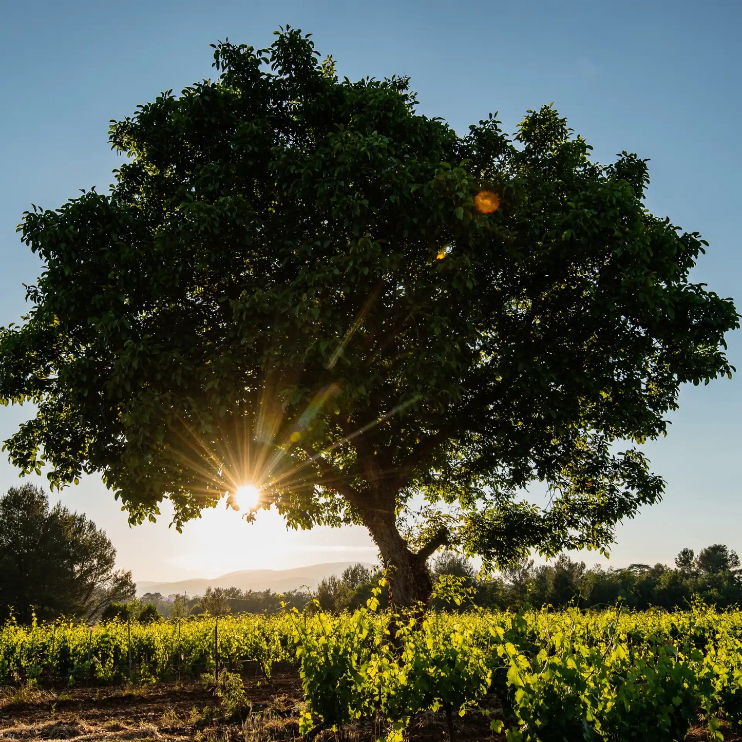 Miraia Rosé – Roséwein – AOP Coteaux Varois en Provence, 2025 | Bastide de Blacailloux