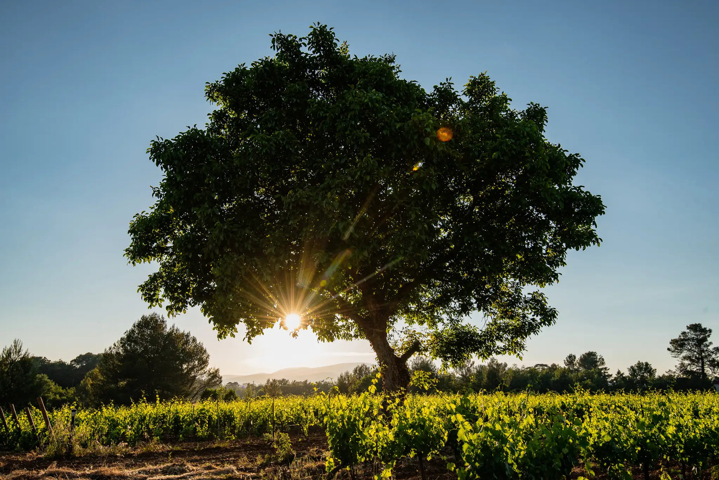 Joio Rosé – Bio-Roséwein – AOP Coteaux Varois en Provence, 2025 | Bastide de Blacailloux