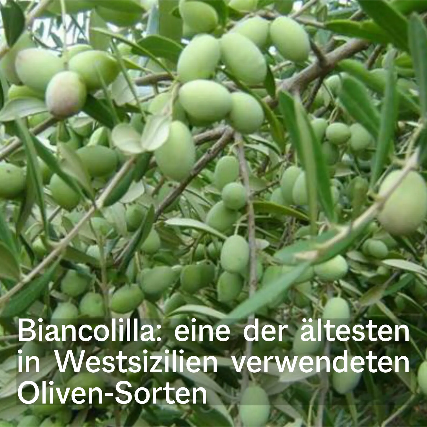 Viele Oliven der Sorte Biancolilla reifen an Ästen von Oleificio Mallia.